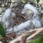 Hedge Nest 2