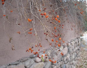 Autumnal Berries